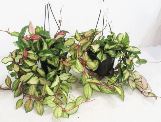 Hoya cornosa tricolor T15cm Ampel