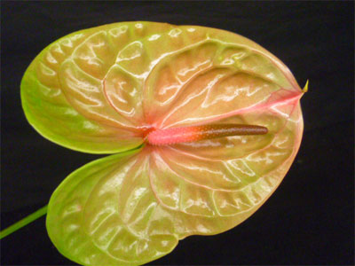 S / Anthurium Pistache
