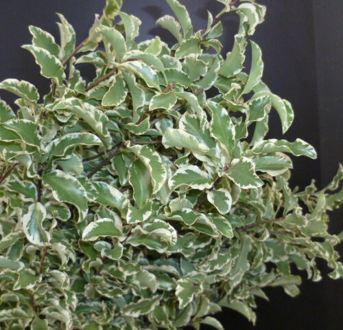 S / Pittosporum tenuifolium panachiert