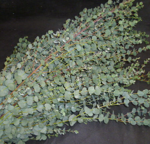S / Eucalyptus Gunni