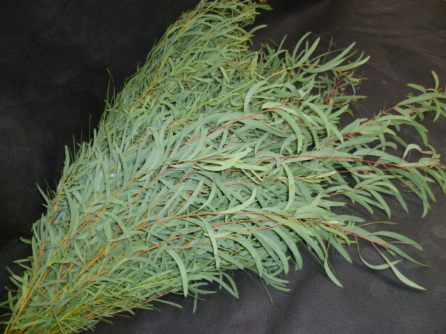 S / Eucalyptus Nicoli