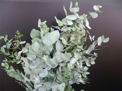 S / Eucalyptus Cinerea