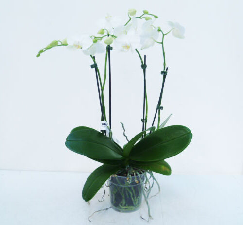 Phalaenopsis 4rispig T12cm weiss