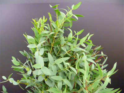 S / Eucalyptus Parvifoglia