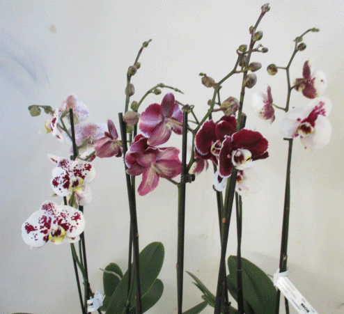 Phalaenopsis  2rispig T12cm gefleckt
