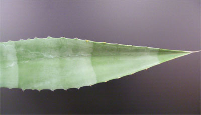S / Agaven Blätter, 40cm