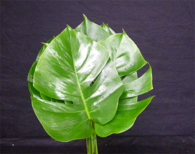 S / Philodendron Monstera EX