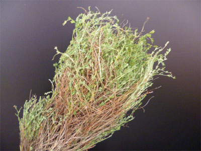 S / Euphorbia spinosa lang