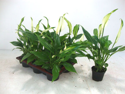 Spathiphyllum T6cm 6er Einheiten