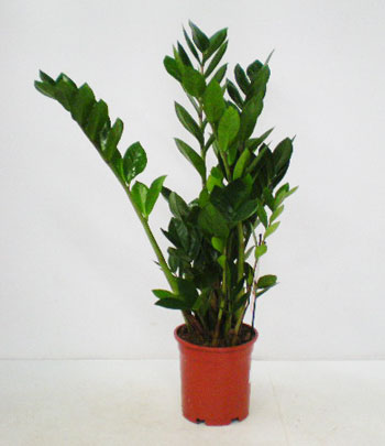 Zamioculcas zamiifolia 15cm