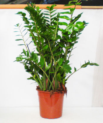 Zamioculcas zamiifolia 24cm