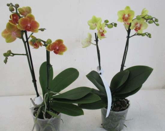 Phalaenopsis multiflora 2 Rispen gelb orange T12cm