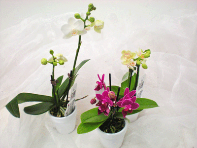 Phalaenopsis Littel Lady,in diversen Farben, T6cm mit Keramik Topf