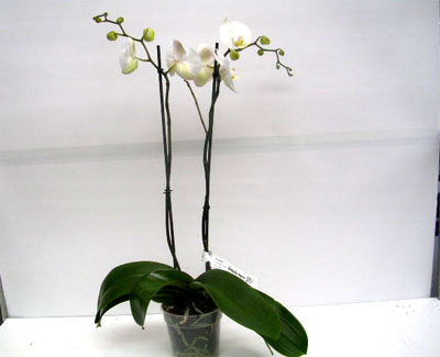 Phalaenopsis 2rispig T12cm weiss